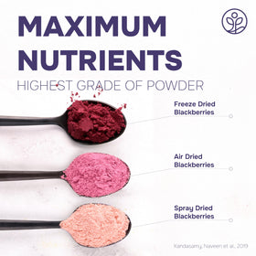 Jungle Powders Organic Blackberry Powder stirred into warm porridge