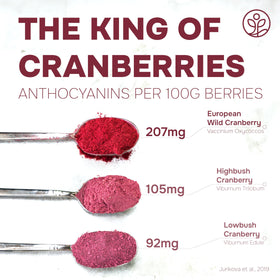 Jungle Powders Wild Cranberry Powder baking-uses shows tart depth in desserts.