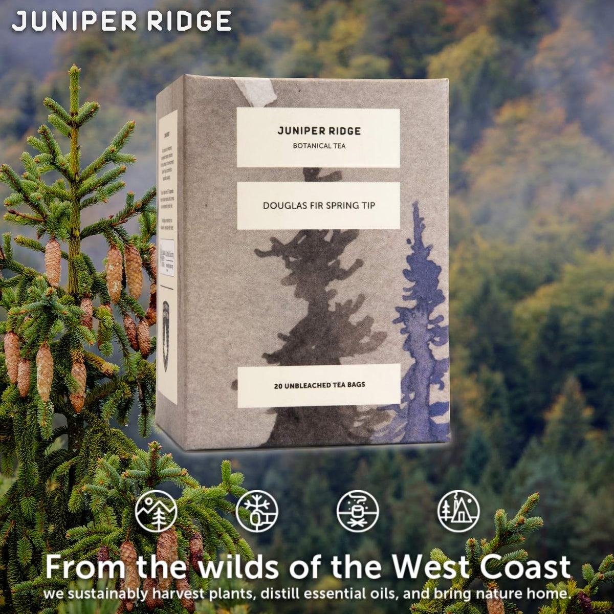 Juniper Ridge Douglas Fir Spring Tip tea forest moment, tranquil outdoor vibe