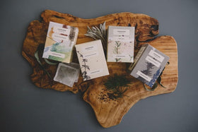 Juniper Ridge Douglas Fir Spring Tip tea Pacific Northwest origin, authentic backdrop
