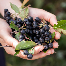 Close-up of Aronia berries used in JustNature concentrate.