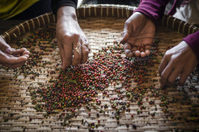 Kampot Pepper hand-picked peppercorns on a mountain slope show careful processing.