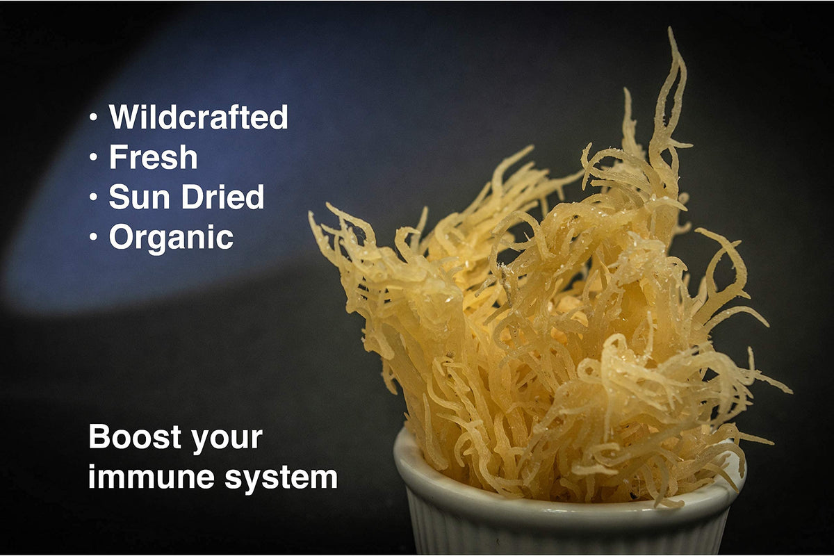 Karibbean Flavours gel-ready sea moss shown as thick, translucent gel