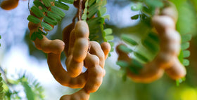 KARIBBEAN FLAVOURS tamarind chutney dipping for chips and fries, elevate snacking