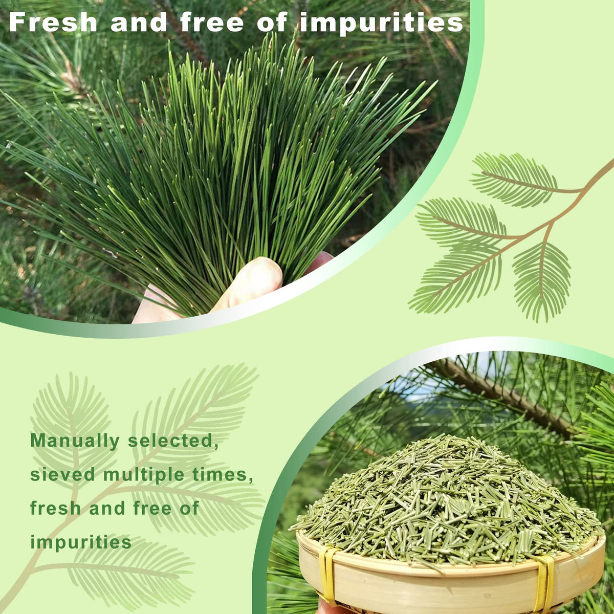 Kasvan pine needle tea brew in cup releasing amber aroma and gentle taste.