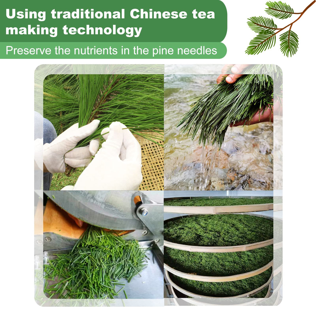 Kasvan tea storage in fridge shown for long-lasting freshness and flavor.