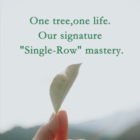 Kazuto Shizuoka-origin matcha showing rich umami and deep green hues when whisked