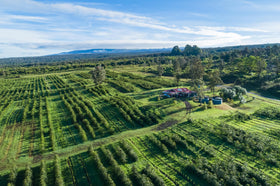 Keokea Coffee farm-fresh-aroma speaks to inviting scent and vibrant mornings.