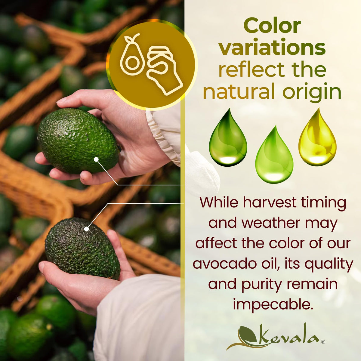 Kevala Avocado Oil applied to skin for a lightweight moisturiser and carrier oil use.