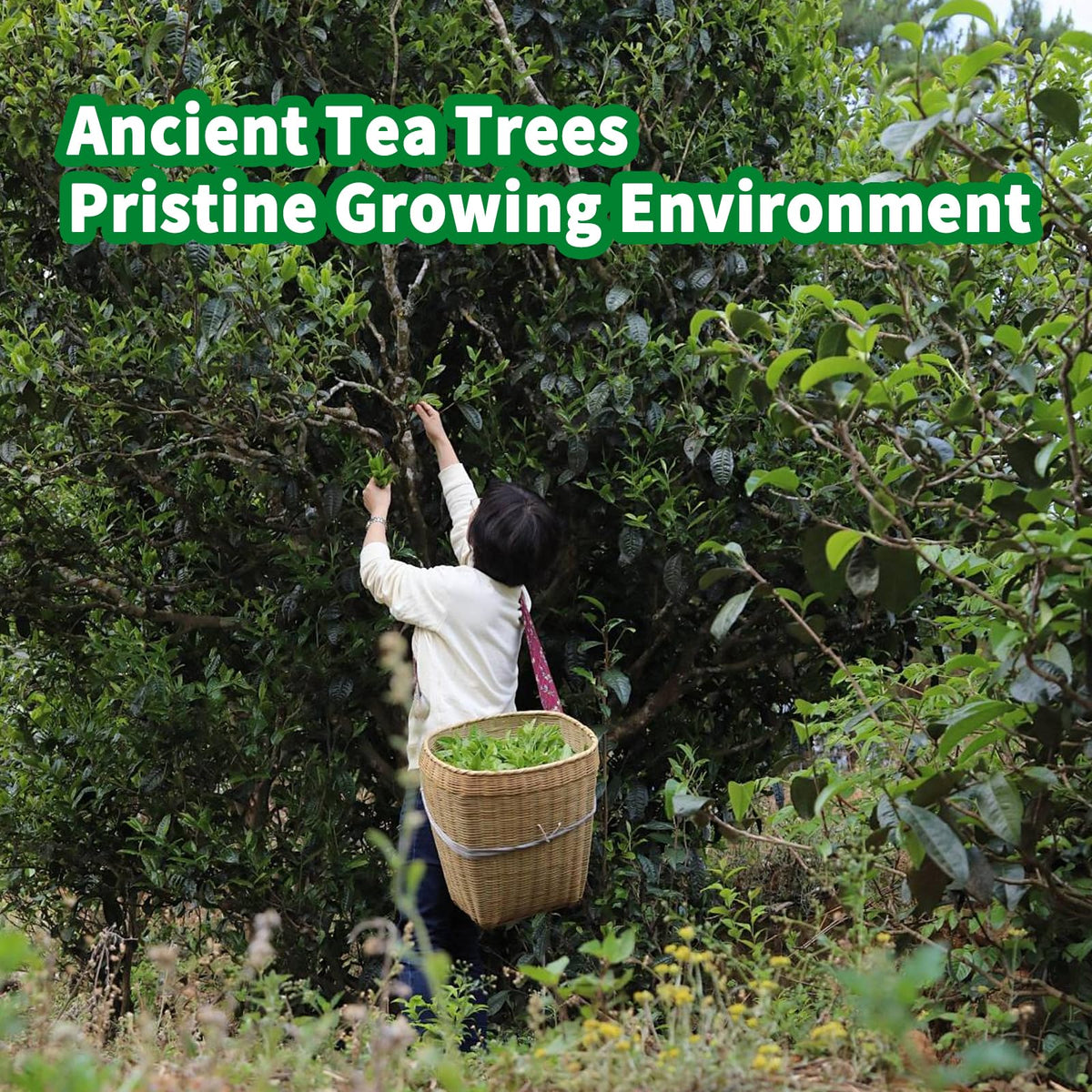 KHS White tea highlighting antioxidant-rich profile for a refreshing drink.