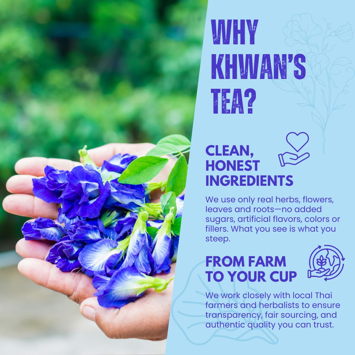 Thai-grown butterfly pea field with Khwan's Tea branding appears vibrant.
