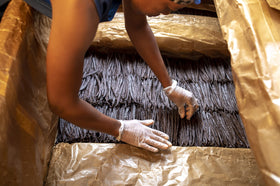 Kiddu Grade B vanilla beans with vanillin crystals signaling rich aroma potential.