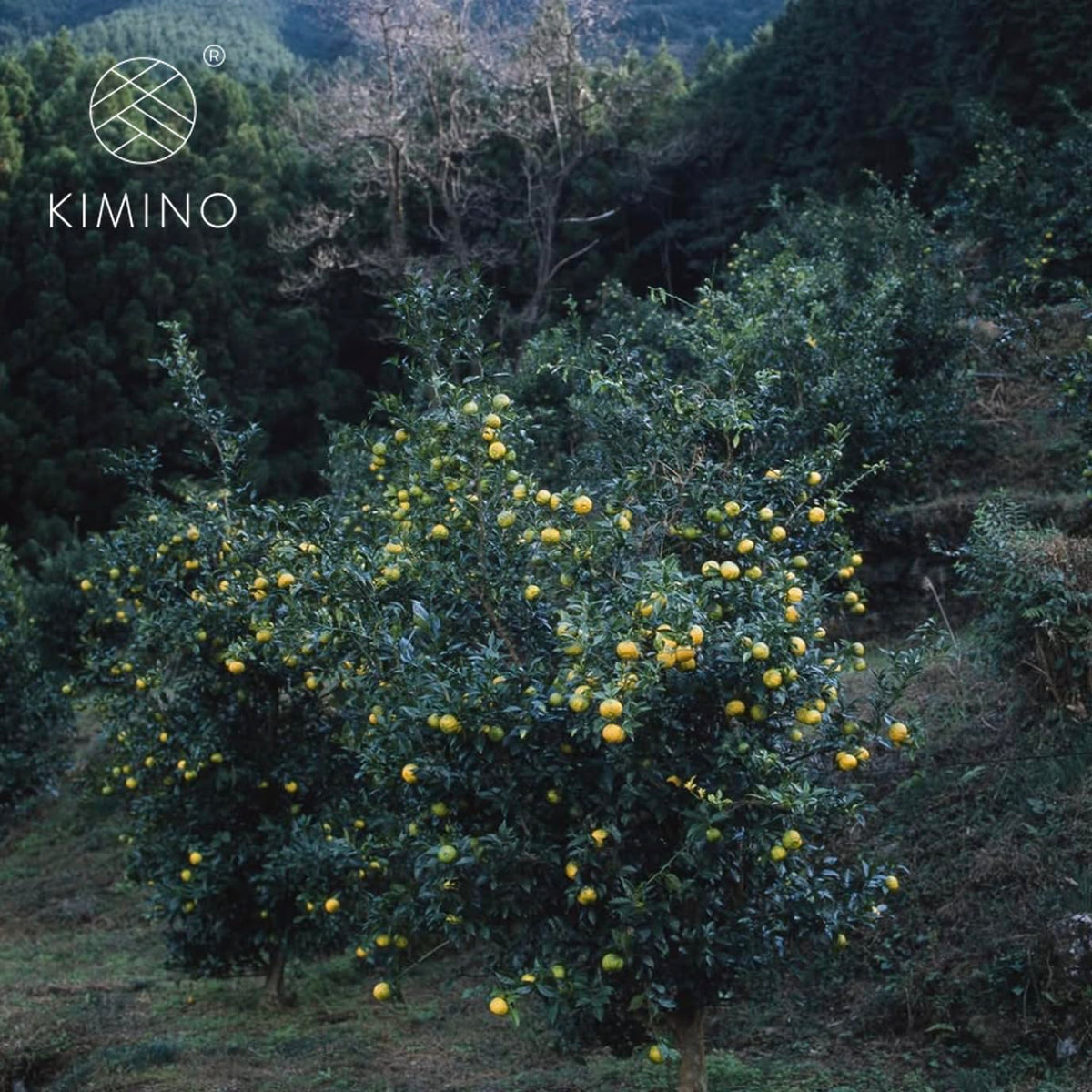 Kimino Sparkling Yuzu giftable bottle, ideal for citrus lovers