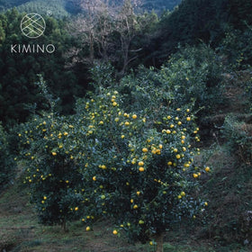 Kimino Sparkling Yuzu giftable bottle, ideal for citrus lovers