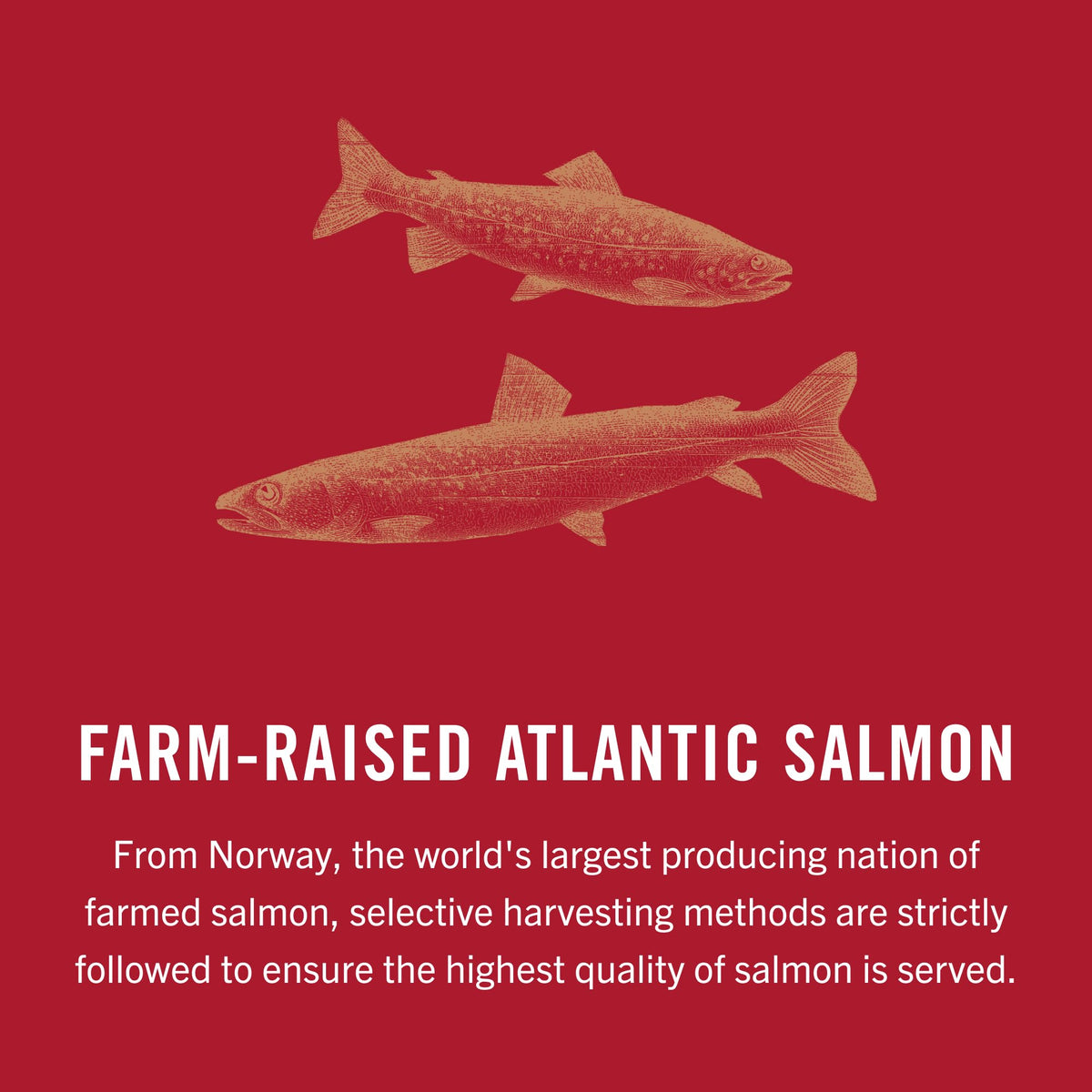 King Oscar olive oil can presents a sleek pantry staple