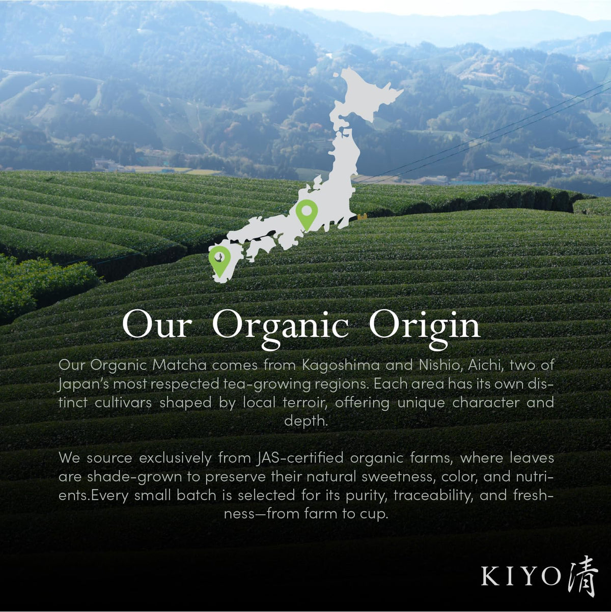 Kiyo Matcha Organic Classic Grade bright-green powder ideal for beverages and baking.