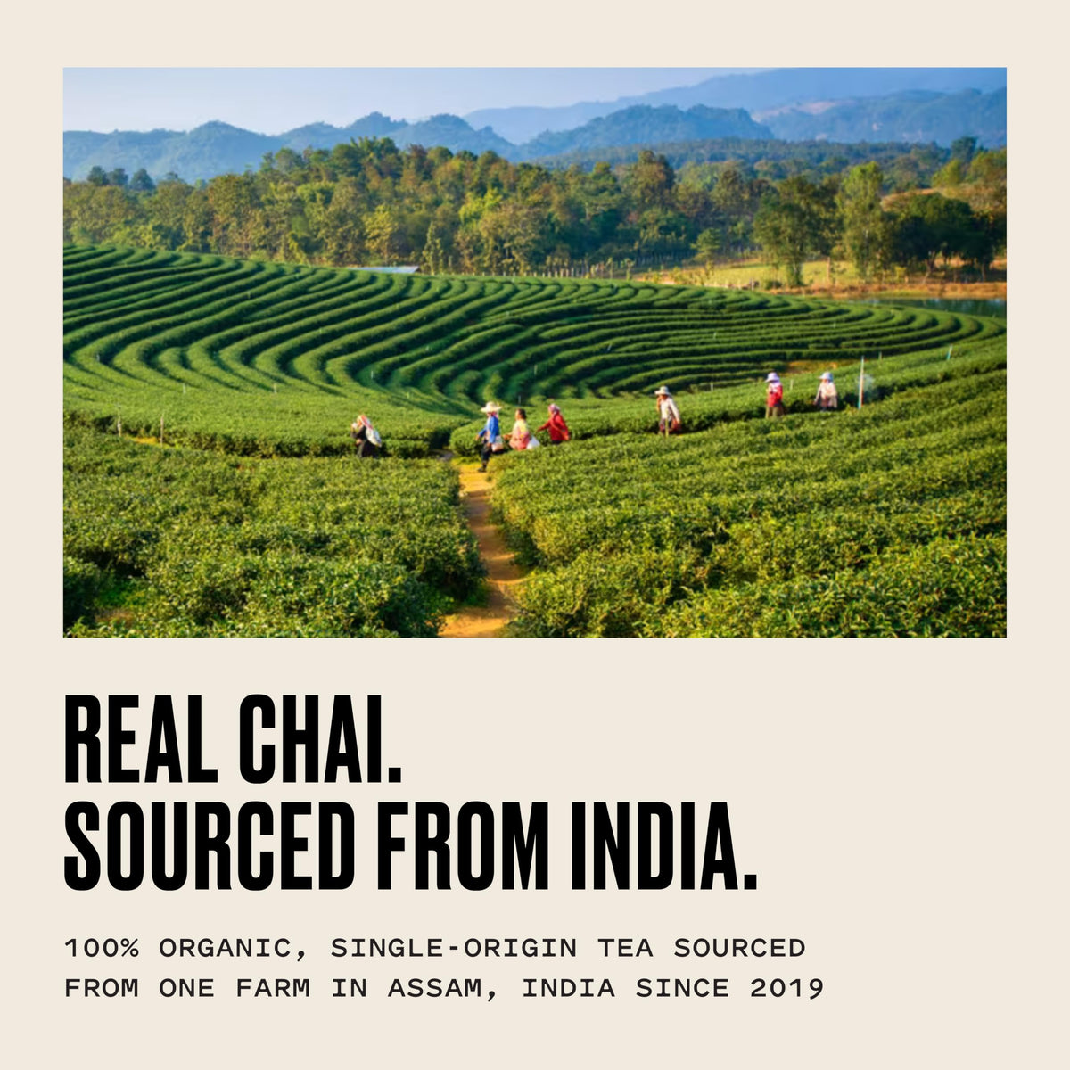 Kolkata Chai Co vegan all-natural ingredients for a clean cup
