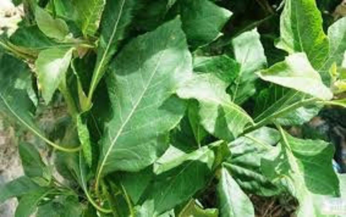 Kovafood West Africa bitter leaves, natural and ready for soups.