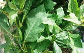 Kovafood West Africa bitter leaves, natural and ready for soups.