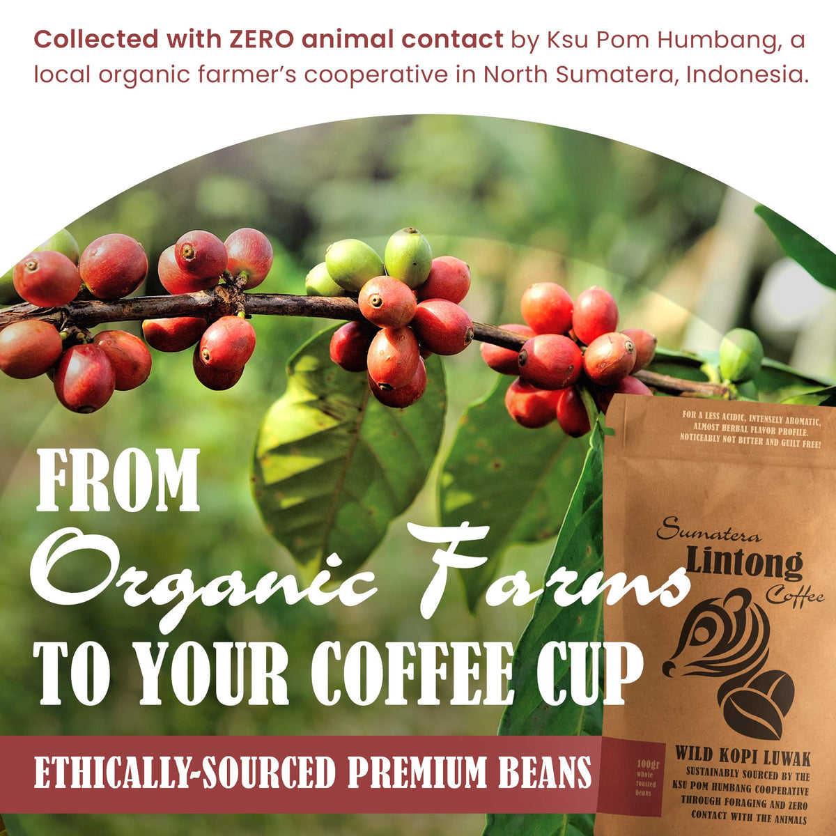 Ksu Pom Humbang Cooperative Wild Kopi Luwak plantation visit promotes transparent sourcing