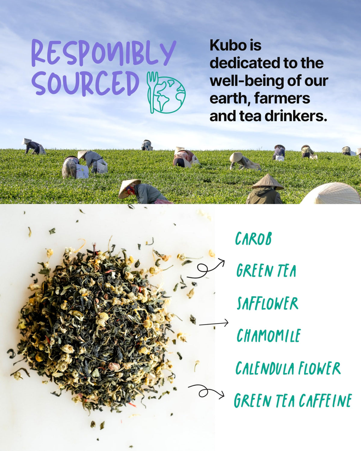 Kubo Tea organic green tea extract ingredients panel highlighting pure components