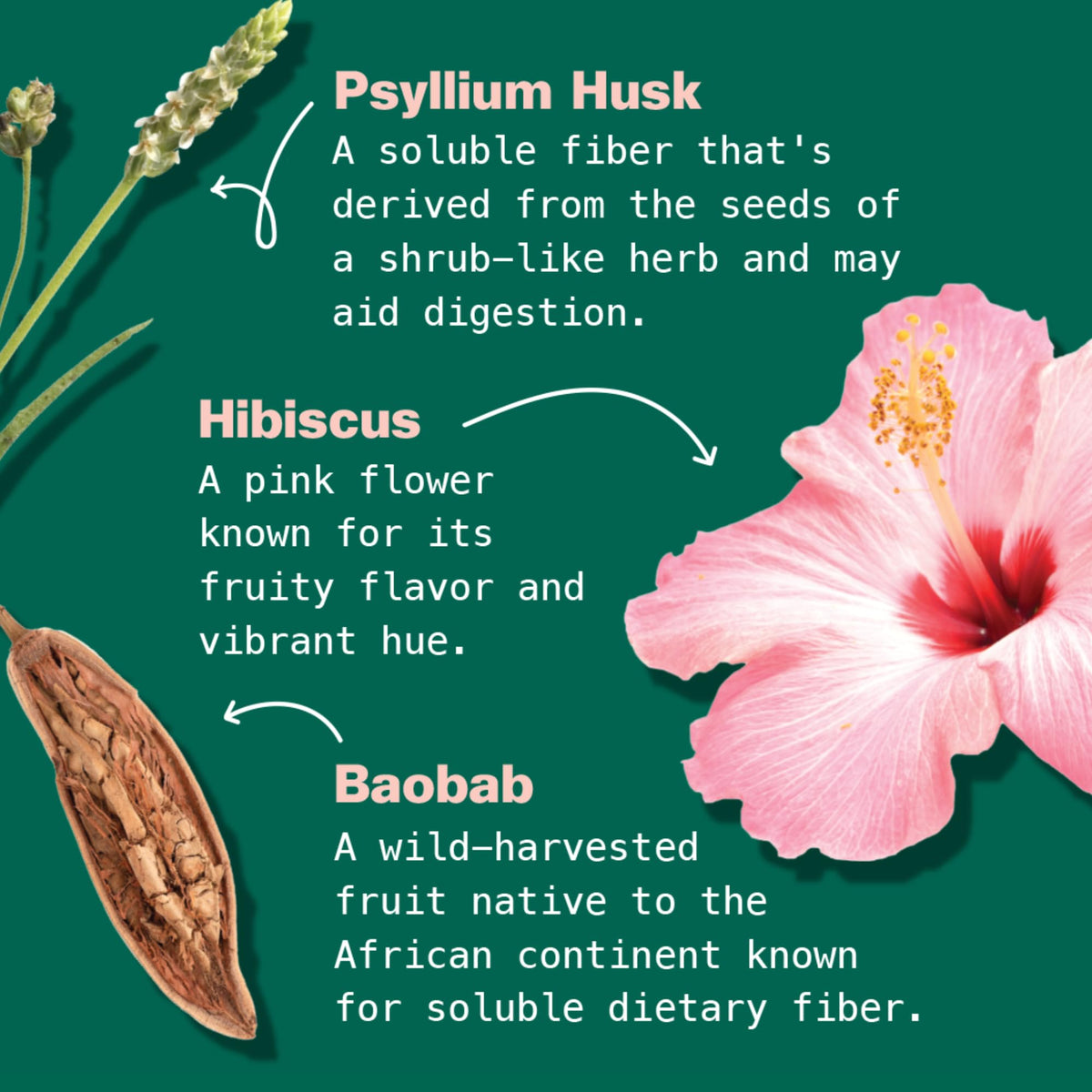 Scoop of psyllium husk fiber from Kuli Kuli Latte shows digestive-support fiber feature.