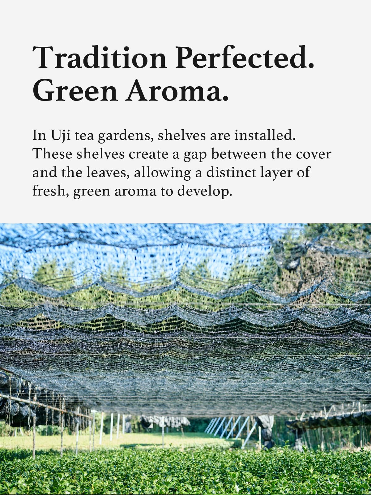 KYOHAYASHIYA traditional stone mill detail on matcha powder