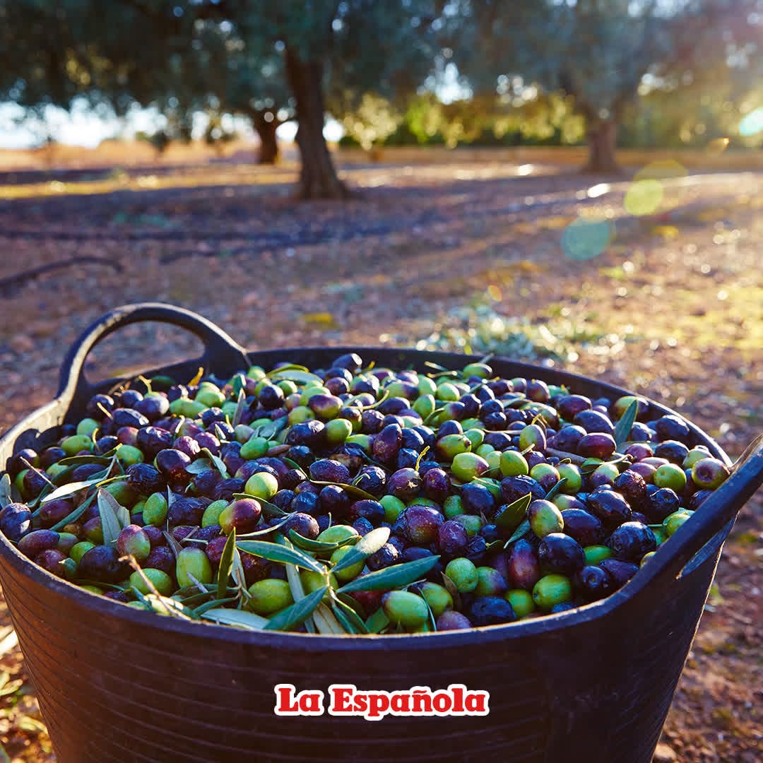 La Española 1840s tin packaging protecting freshness and flavor from light exposure.