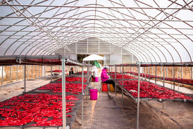 Lakehouse Farms field view estate emphasizes sustainable, natural farming on a large terroir.