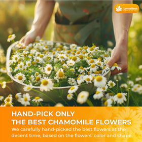 Lavendium chamomile flowers for bath soak, relaxing spa-inspired ritual.