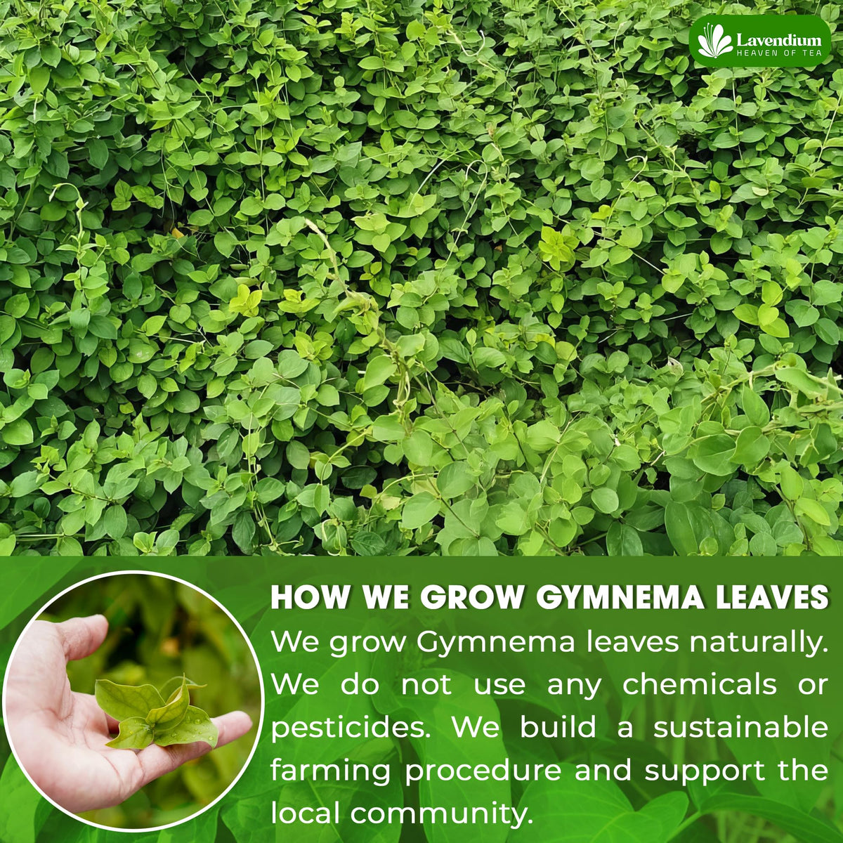 Lavendium Gymnema tea bags steeping in hot water releasing earthy aromas.