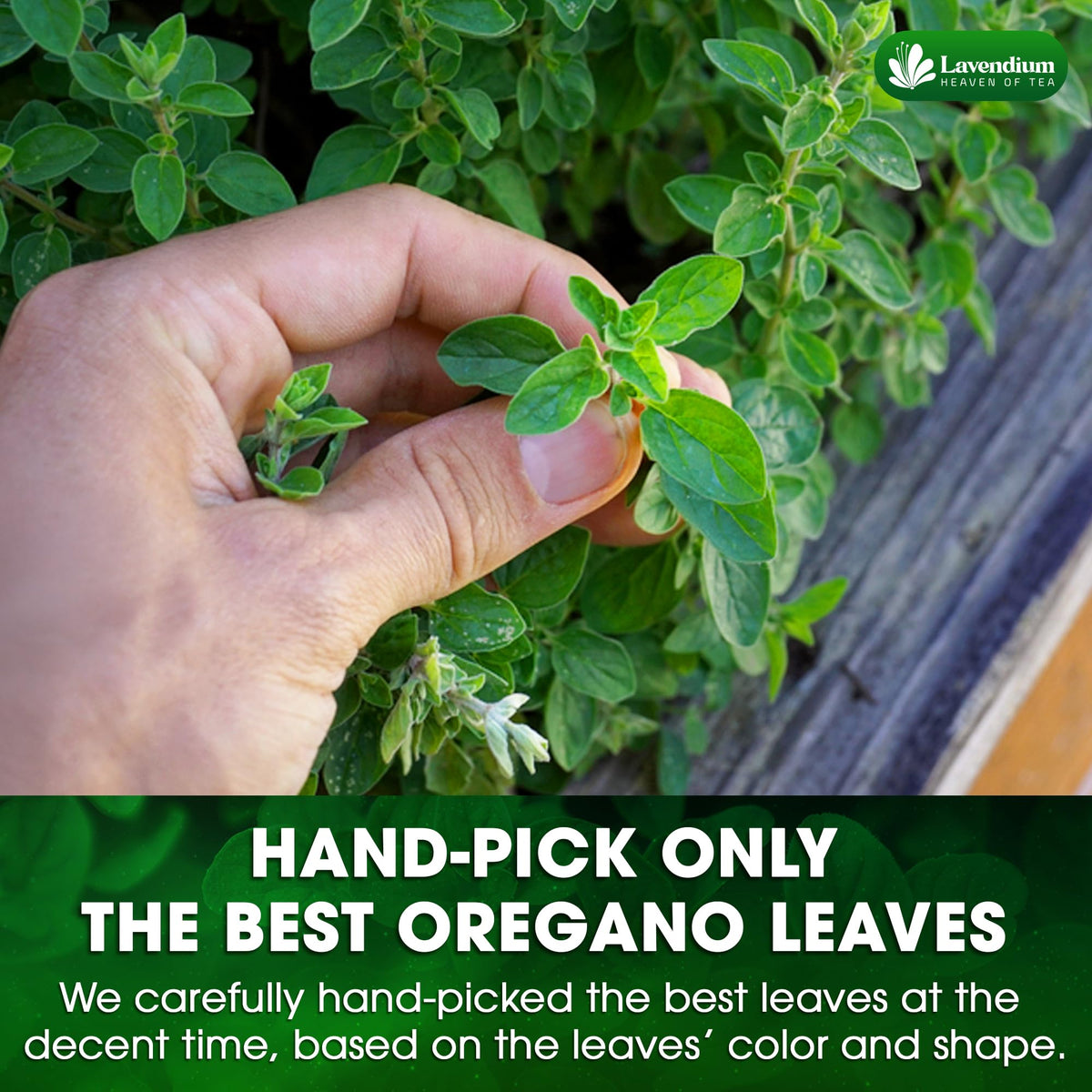 Lavendium oregano leaves ideal for Italian dishes adding depth to sauces.
