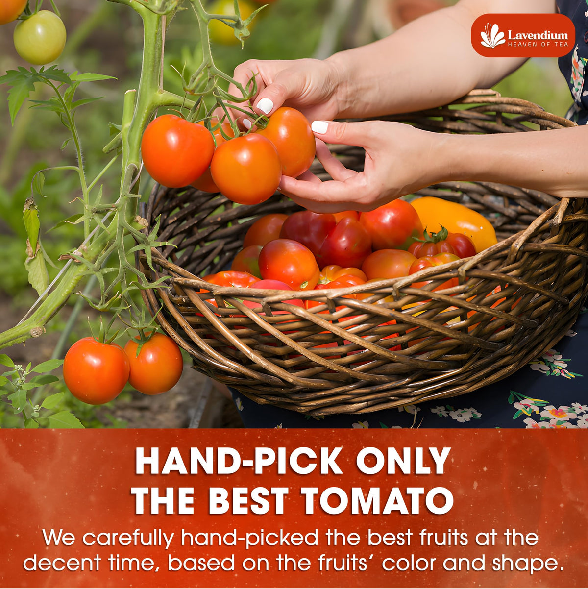 Lavendium tomato powder with pasta sauce scene emphasizes vivid color and aroma.