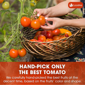 Lavendium tomato powder with pasta sauce scene emphasizes vivid color and aroma.