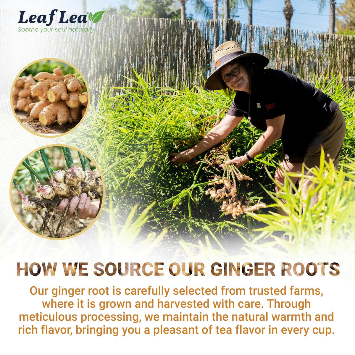 LeafLea 40 Ginger Tea Bags gift-ready packaging for thoughtful gifting.