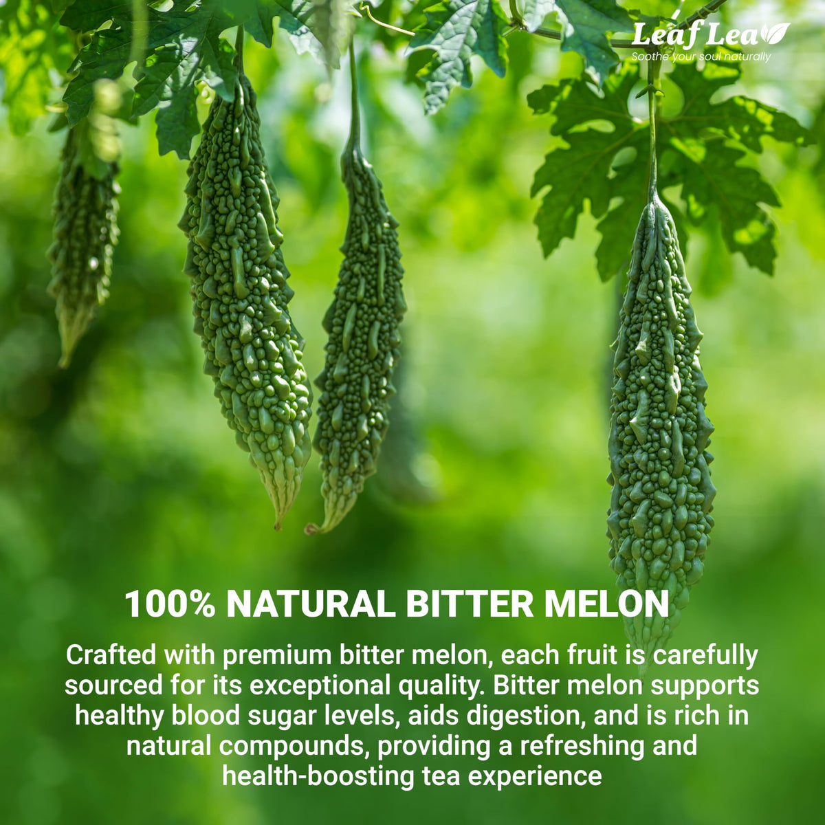 LeafLea bitter melon tea bag closeup highlights pure leaf quality and aroma.