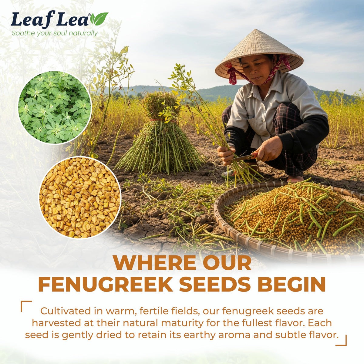LeafLea fenugreek tea aroma image conveys bold fragrance and aromatic warmth.