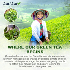 LeafLea green tea bags on shelf offer convenient daily use.