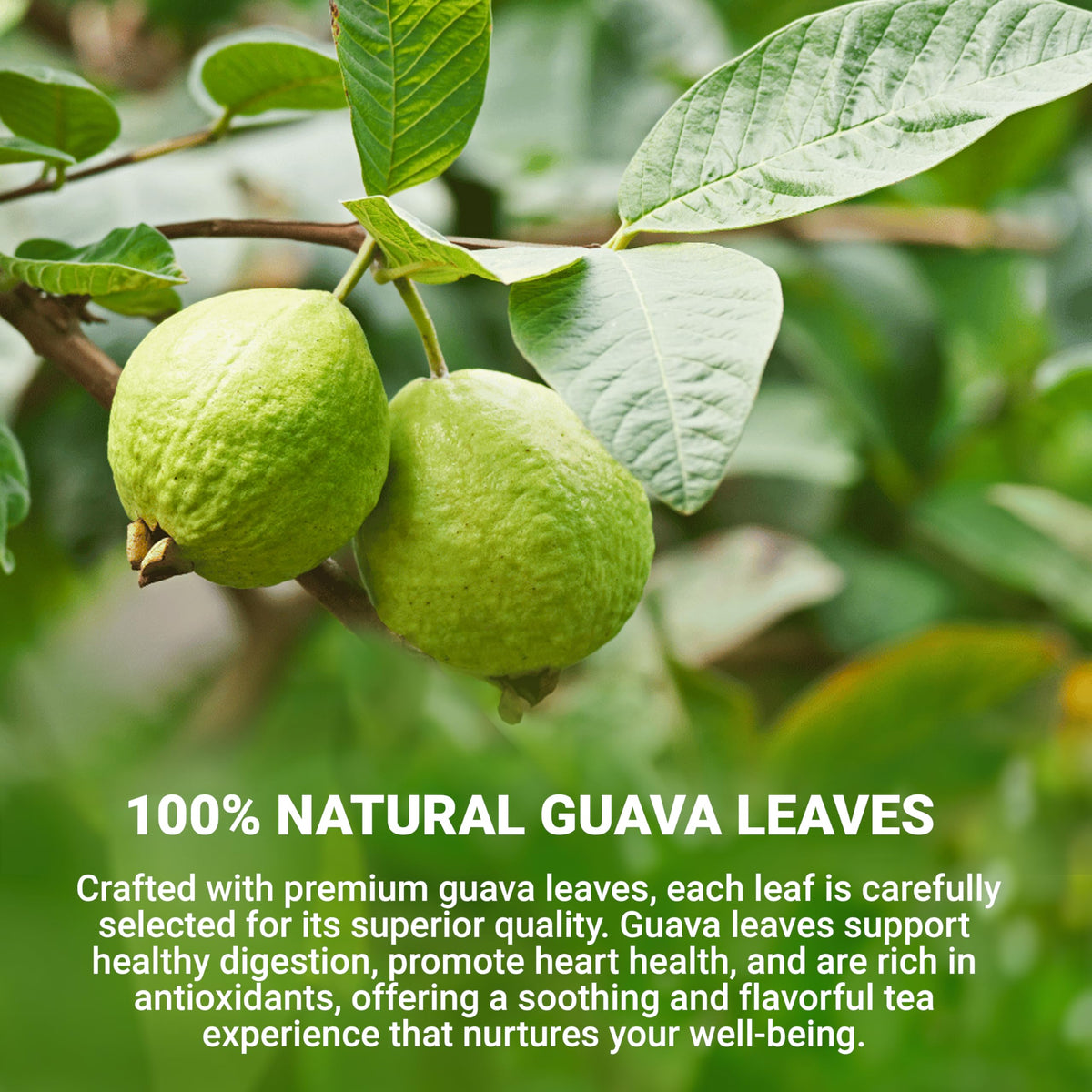 LeafLea Guava Leaf Tea bag closeup highlights natural leaves and pure brewing clarity