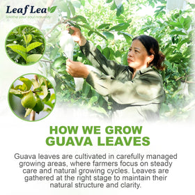 LeafLea Guava Leaf Tea cup in sunlight conveys natural flavor profile