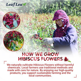 LeafLea Hibiscus tea bags individually wrapped for freshness.