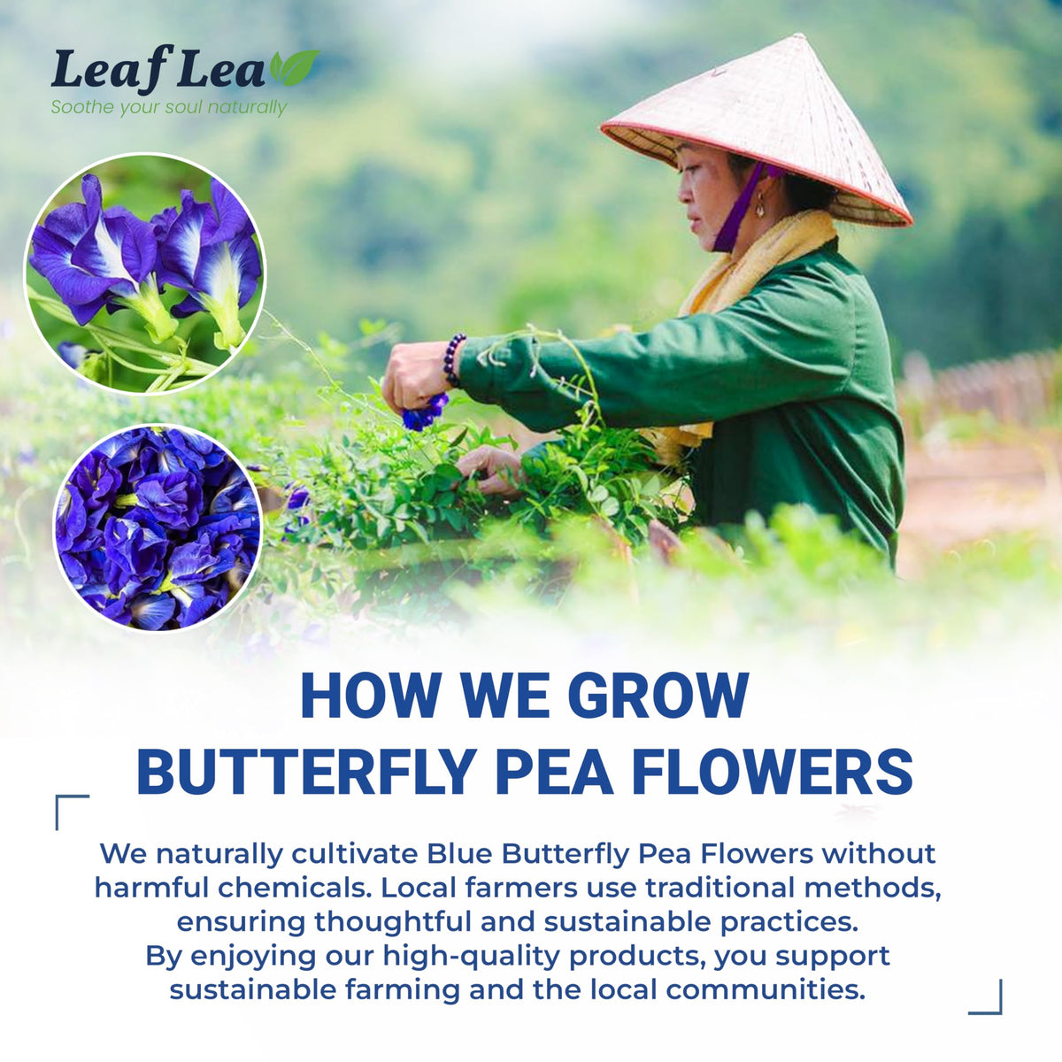 LeafLea individually wrapped tea bags for easy, mess-free brewing.
