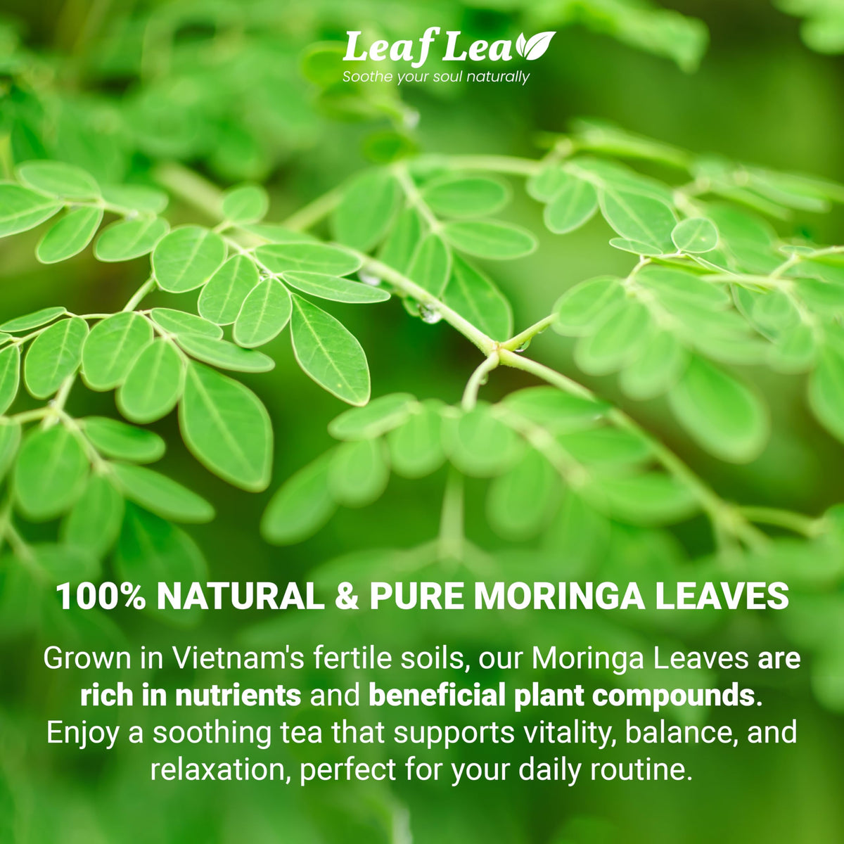 LeafLea moringa tea bag individually wrapped preserves aroma and freshness.