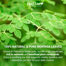 LeafLea moringa tea bag individually wrapped preserves aroma and freshness.