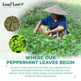 Individually wrapped LeafLea peppermint tea bags for convenient on-the-go flavor