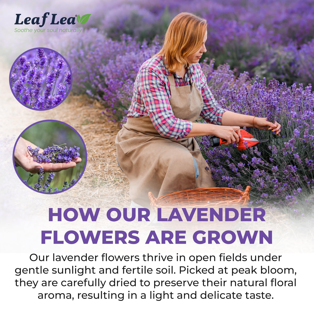 LeafLea wood-pulp tea filter bag proving safe, plastic-free brewing