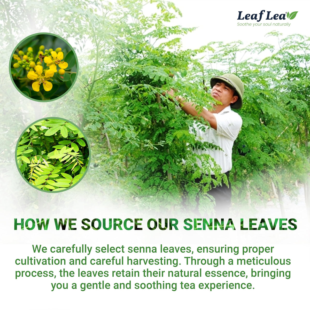 LeafLea 40 Senna Tea bags kept fresh in a sturdy box.
