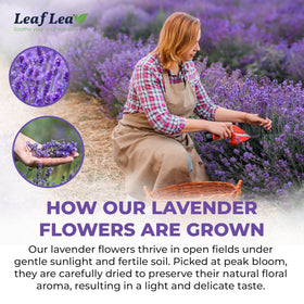 LeafLea wood pulp filter bags, plastic-free brewing for safety and freshness