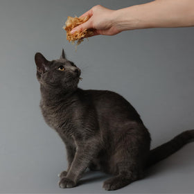 Life Essentials Bonito Flakes served as a cat and dog treat.
