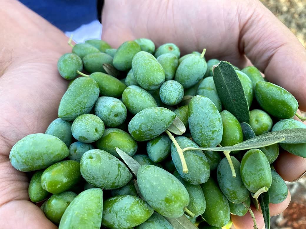 Liokareas Rx High Phenolic EVOO harvest date mark signals Kalamata freshness.